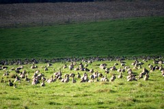 Killikus&reg; Fotographie